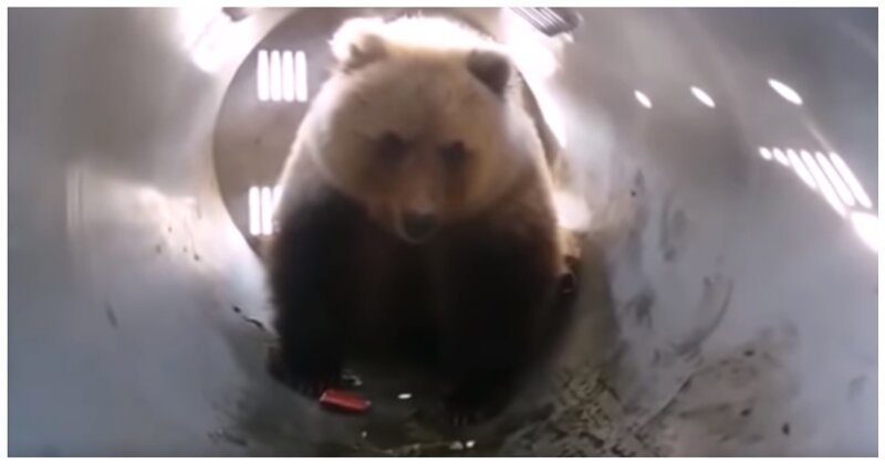 Охотинспекторы поймали стащившего холодильник с продуктами медведя