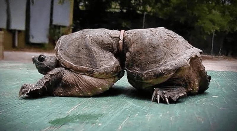 С таким “обручальным кольцом” черепаха прожила многие годы. Из-за него ее тело оказалось деформированным.