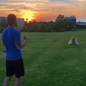 Собачьи гифки