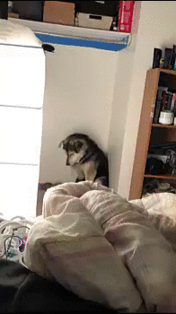 Собачьи гифки