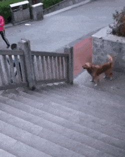 Собачьи гифки