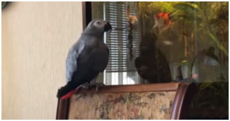 Новые приключения говорливого попугая Тимоши