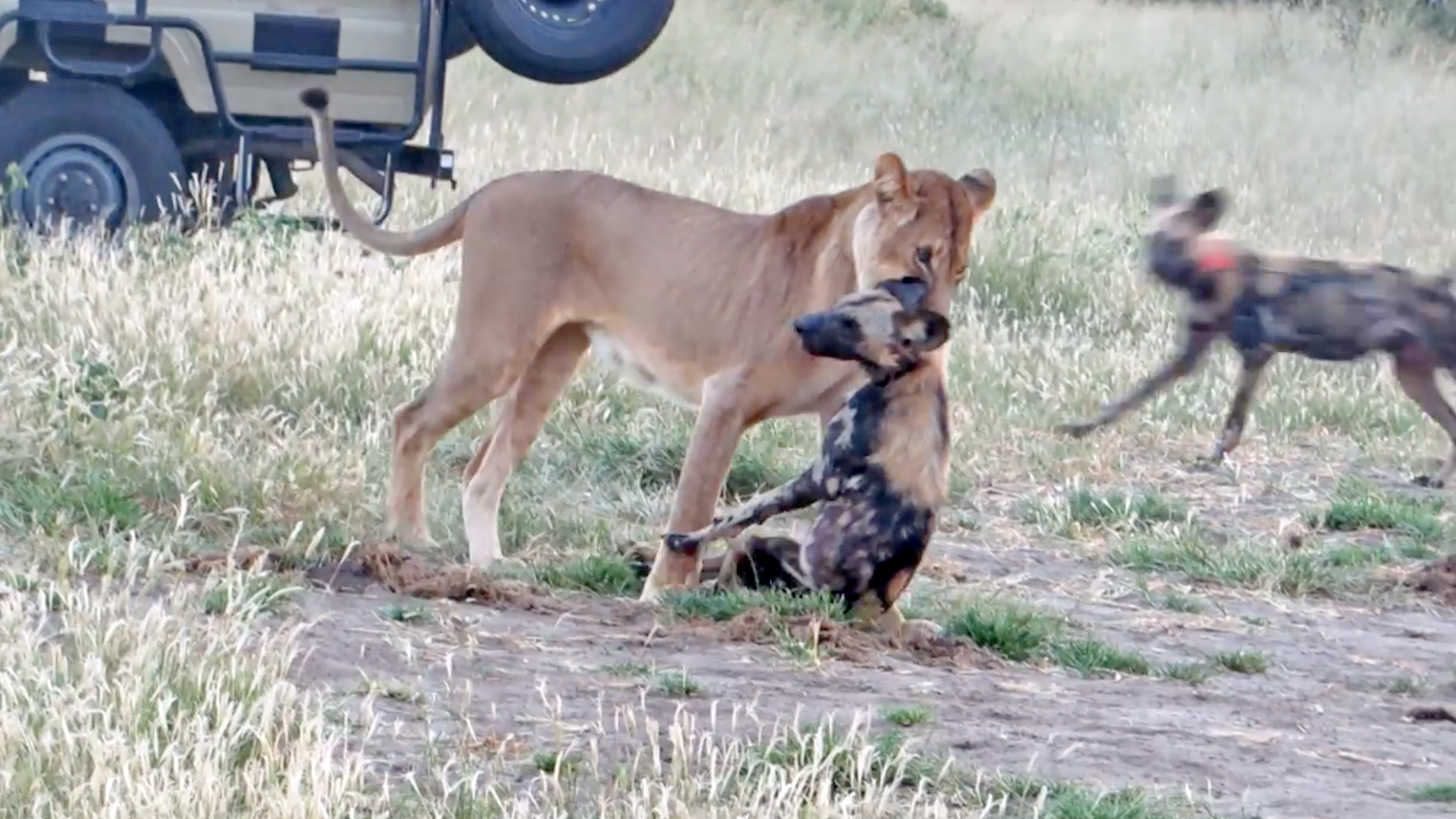 Дикая собака видео. Дикие собаки Мадикве, Южная Африка. Львица на охоте. Одичавшие собаки в дикой природе. Дикие собаки в Бангладеше.