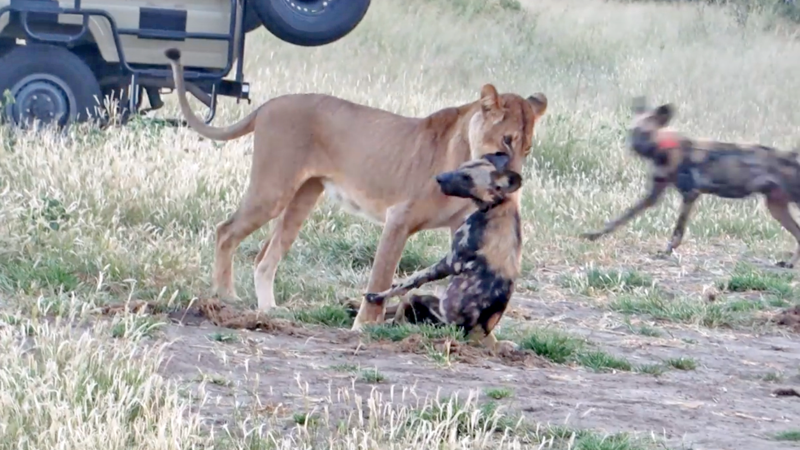 Дикий пёс перехитрил жадную львицу на глазах у туристов в Африке