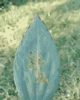 Гифки всякие