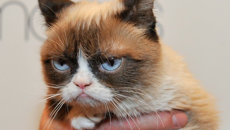 Умерла легендарная сердитая кошка Grumpy Cat