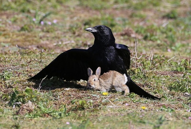 Драматическая фотоистория спасения крольчонка от вороны