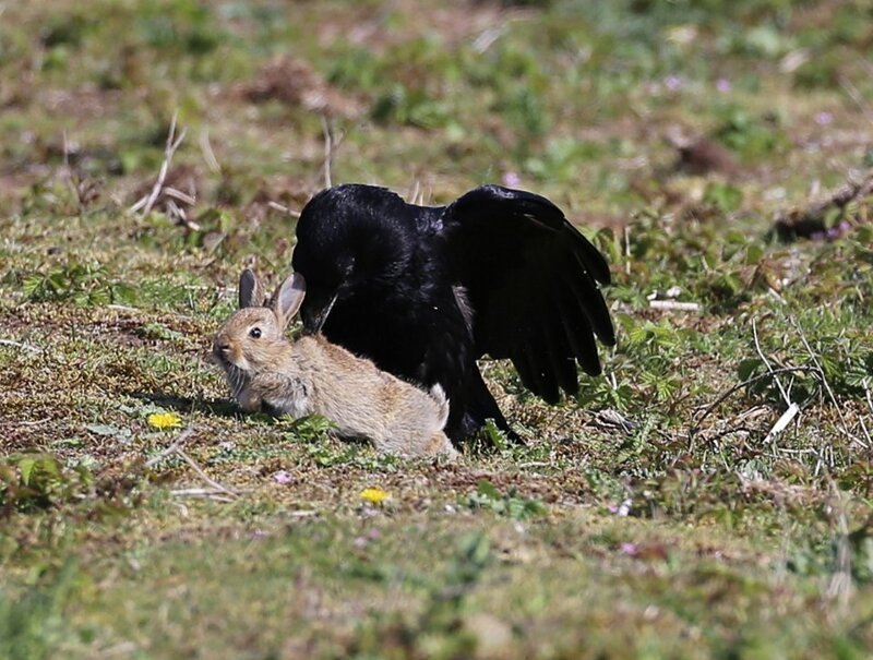 Драматическая фотоистория спасения крольчонка от вороны