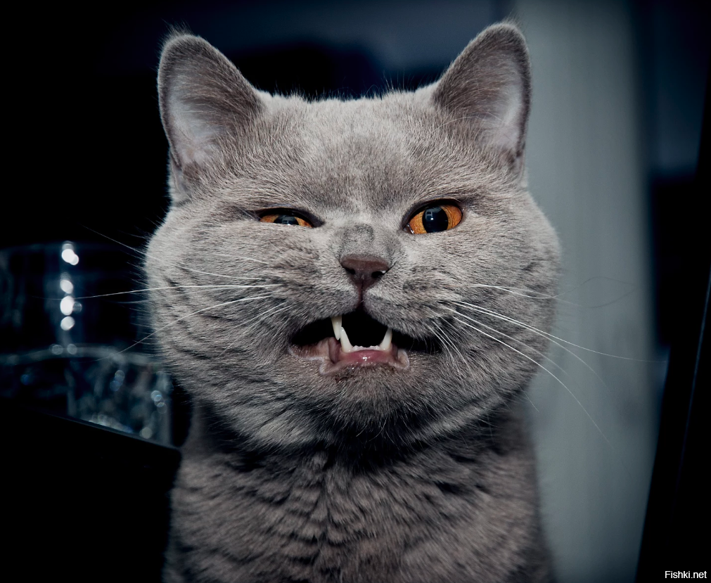 Презлой. Кот с прищуром. Кот морщится. Крутой злой кот. Фото котиков для стима.