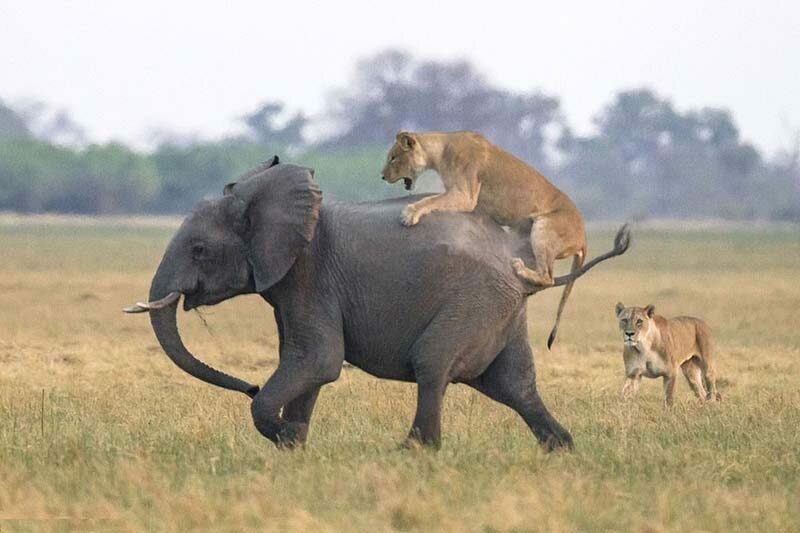 охота на слонов на львов