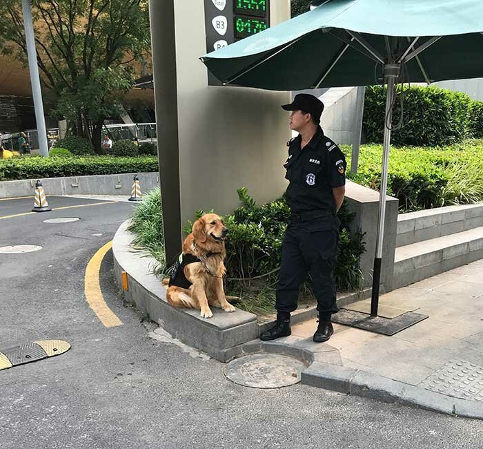 33. Собака-охранник. Шанхай