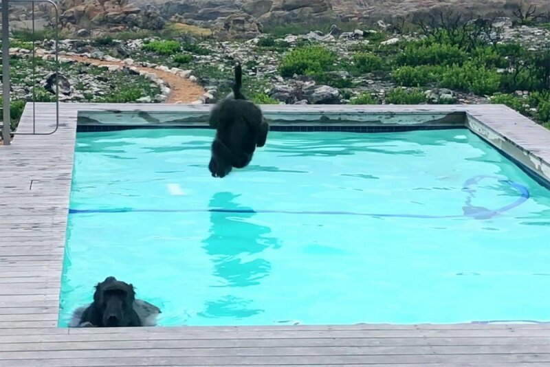 Бабуины хорошо провели время у бассейна
