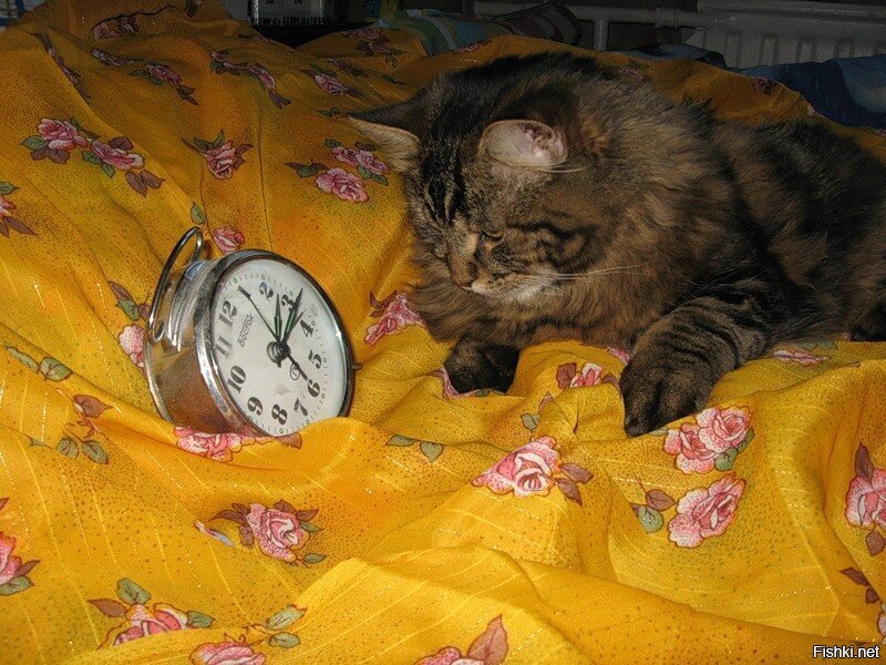 8 утра что ли. Кот будильник. Котенок с часами. Будильник "котенок". Коты будильники.