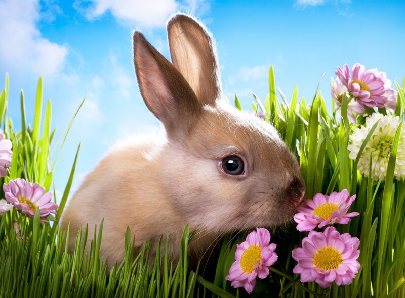 Почему зайцев косыми называют: интересные факты и объяснение