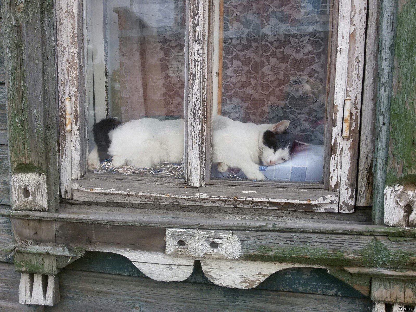 Старый кот в доме. Окно в деревне. Кот в деревенском окне. Бабушка у окна в деревне. Коты у бабушки в деревне.