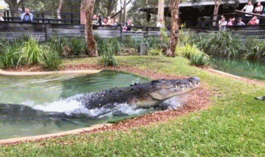 Крокодил, который очень любит арбузы