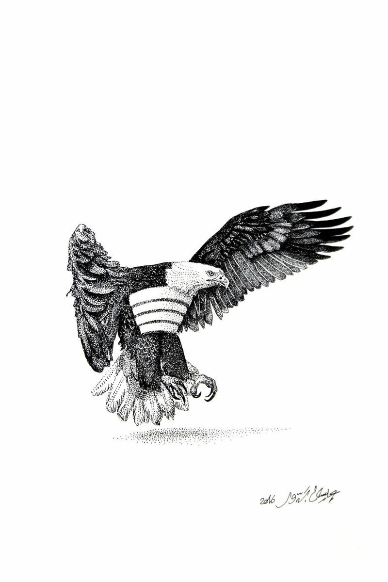 Белоголовый орлан, США