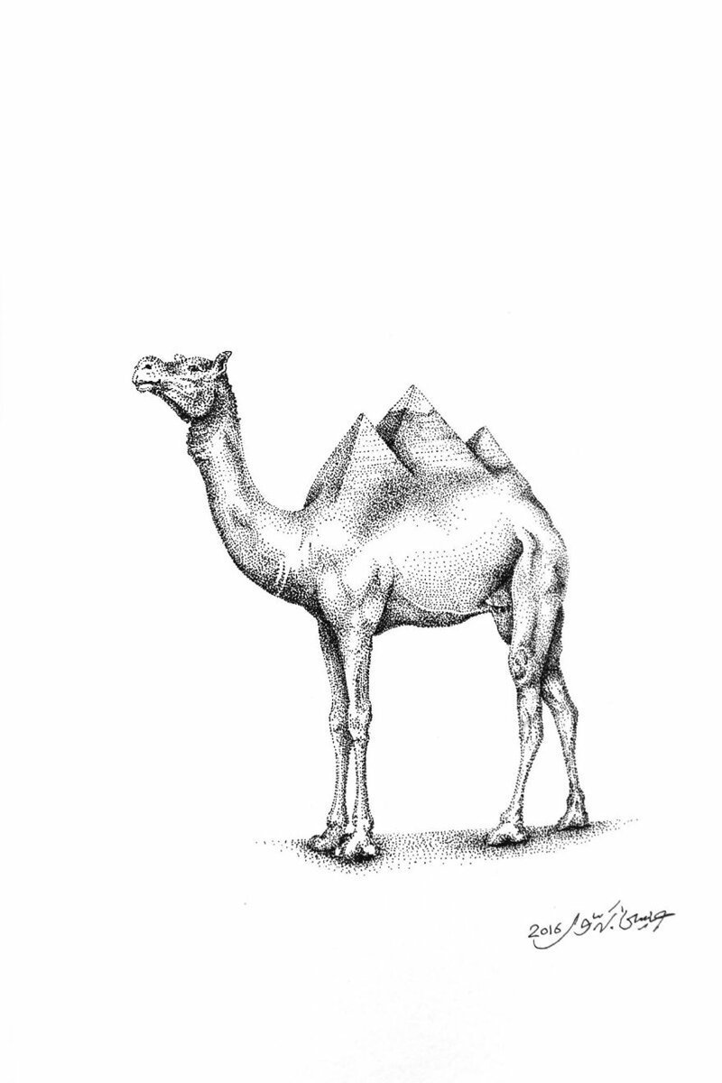 Верблюд, Египет