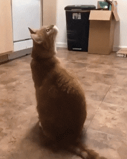 Гифки всякие