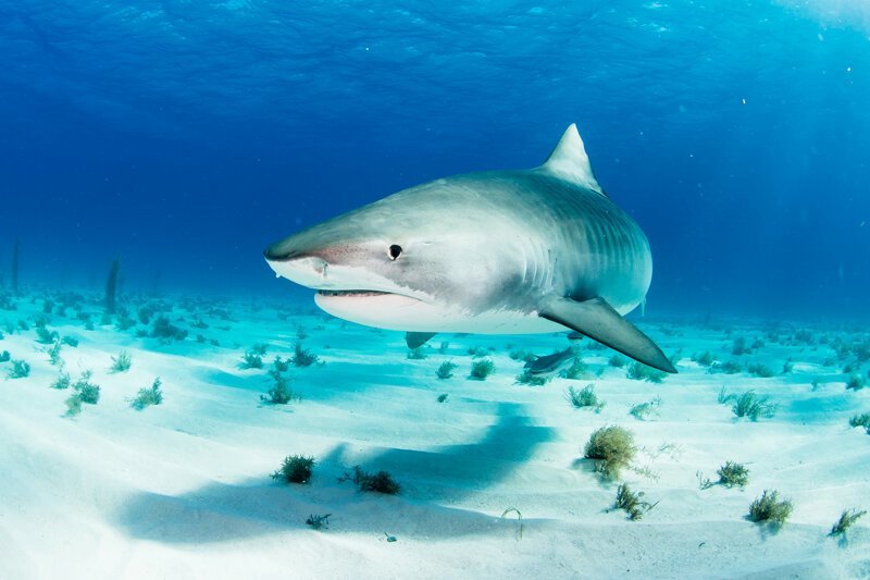 Ученым удалось установить, кто является самой необычной жертвой тигровых акул