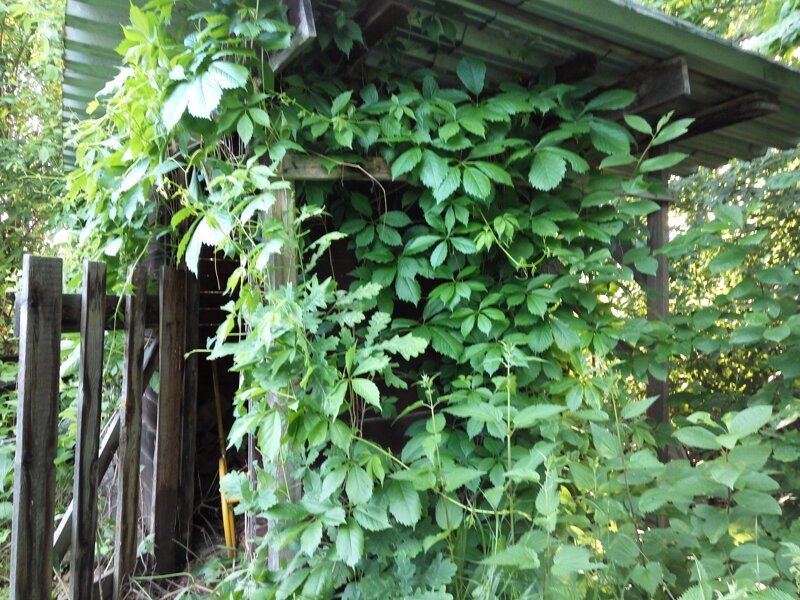 вот это вьющееся растение - дикий виноград - оплело буквально всё (выше на фото оно влезло в окно гаража)