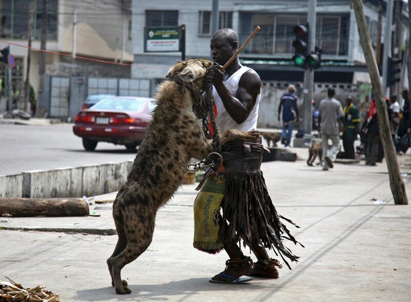 Африканские страсти: как приручить зверюгу африка, гиены, животные, интересное, приручение, факты