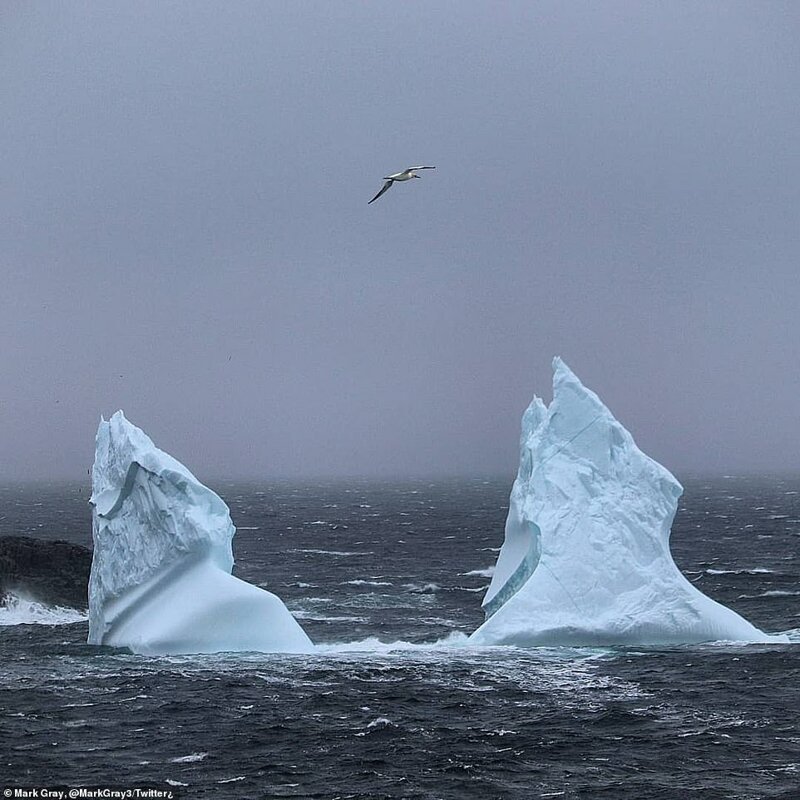 Как выглядит шествие айсбергов по Лабрадорскому морю