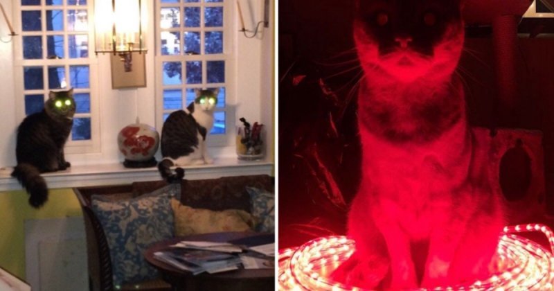 15 фотодоказательств: коты-инопланетяне давно среди нас
