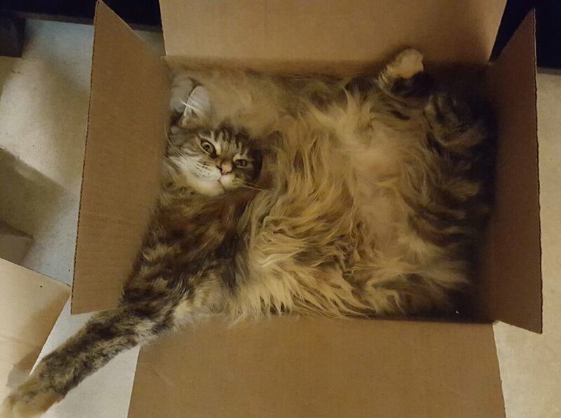 7. Большие коты требуют коробочек побольше