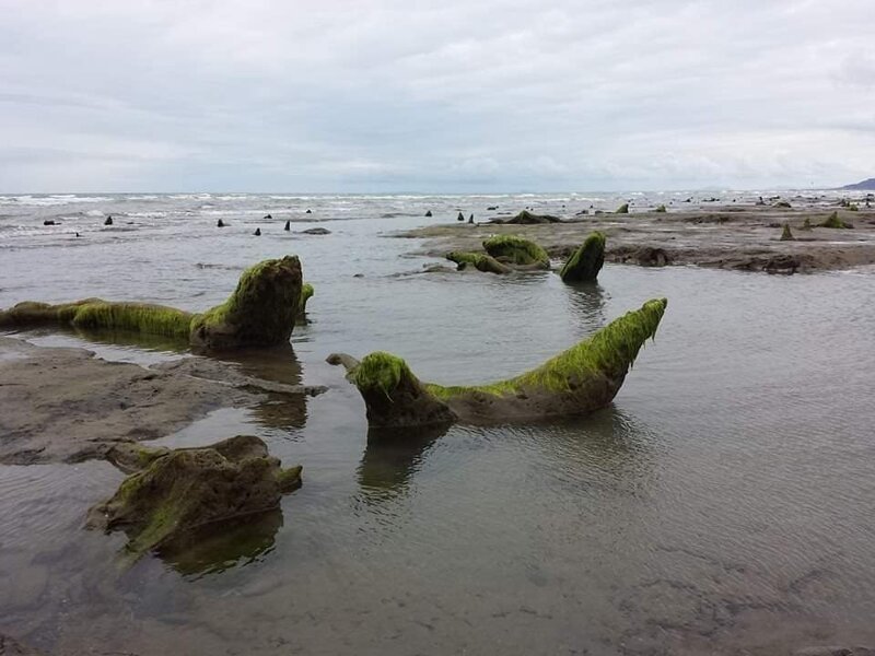После шторма на берегу Уэльса показался доисторический лес