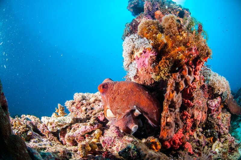 Для чего кораллы машут щупальцами?