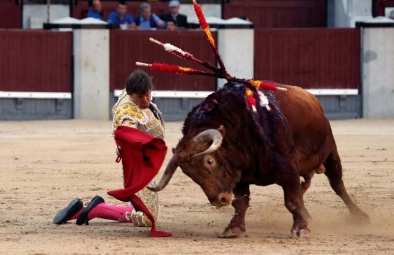 В Мадриде бык отправил матадора в больницу
