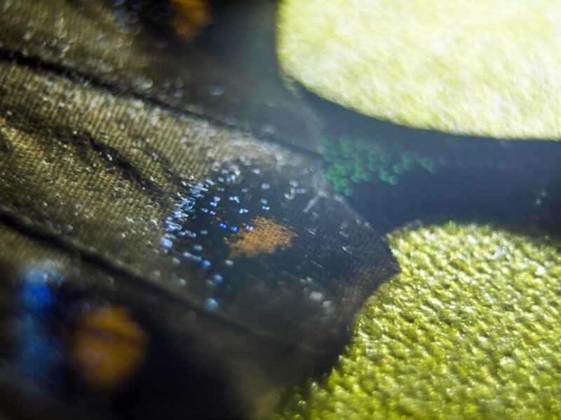 Крыло бабочки под микроскопом