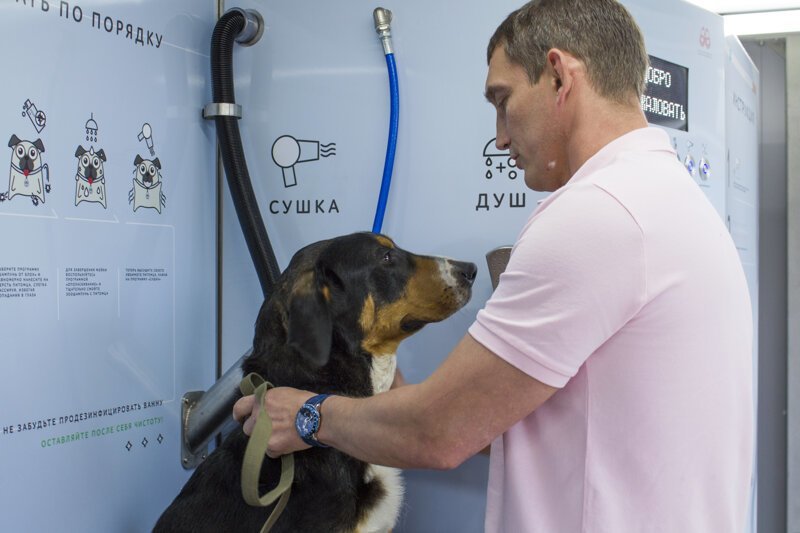 Милота на первой "бане для собак" в России