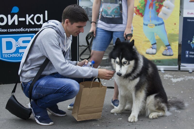 Милота на первой "бане для собак" в России