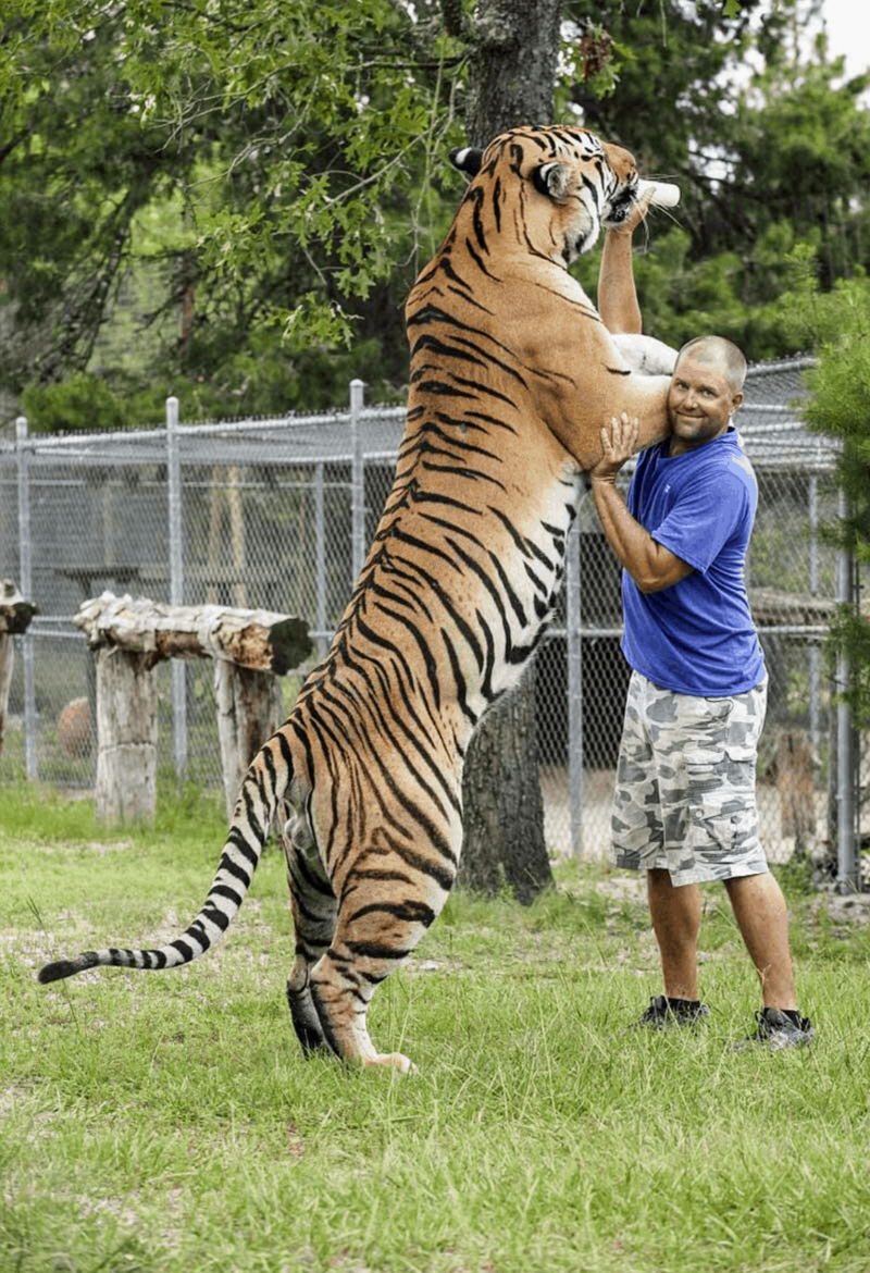 5. Амурский тигр и человек для сравнения