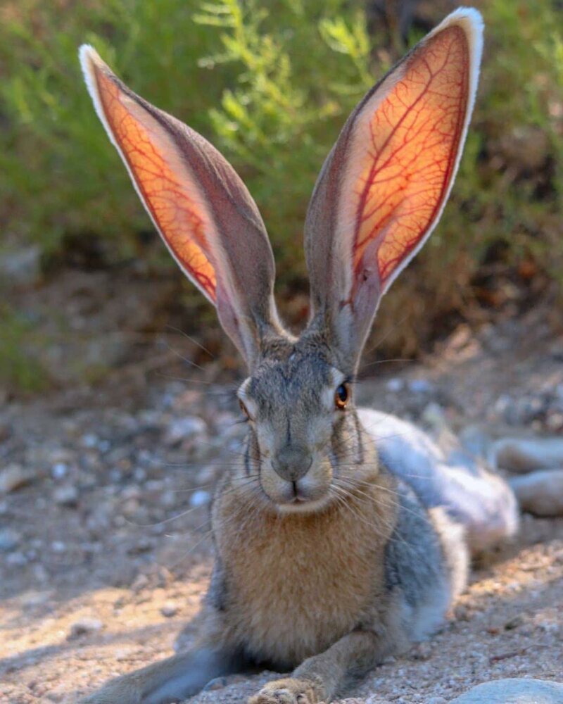 8. Зайчик-зайчик, а почему у тебя такие большие уши?