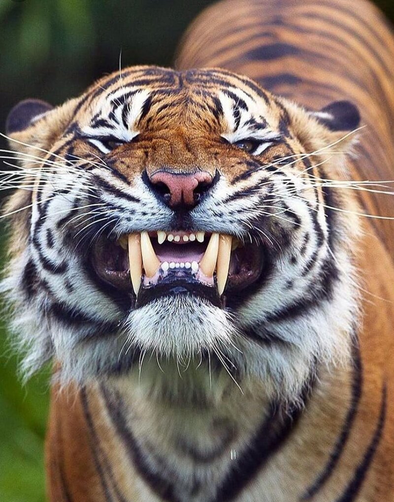 12.Тигр демонстрирует, что с зубами у него точно всё в порядке
