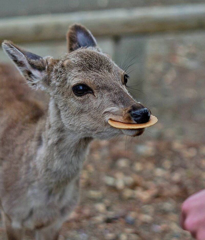 В Японии нашли тело оленя с 3 кг пластика в желудке. А они тут — священные животные!