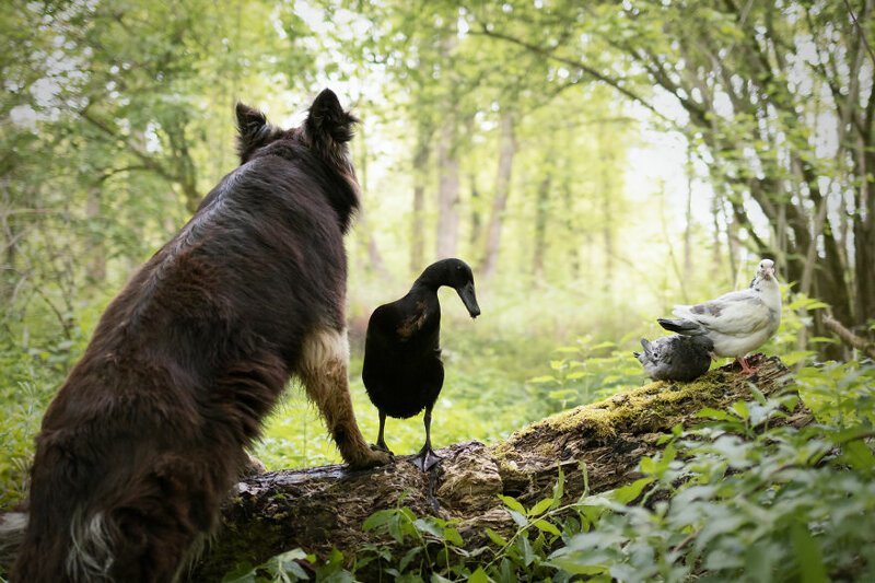 Просто вместе: неожиданная дружба между собакой и уткой