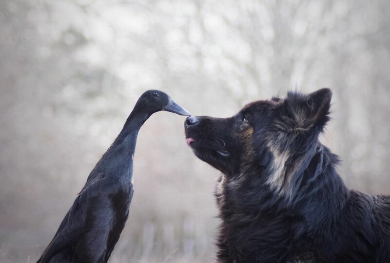 Просто вместе: неожиданная дружба между собакой и уткой
