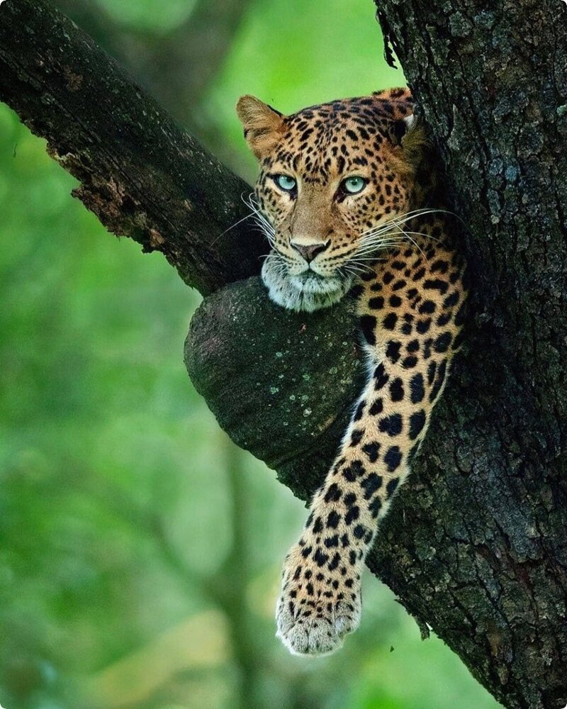 Анатолийский леопард