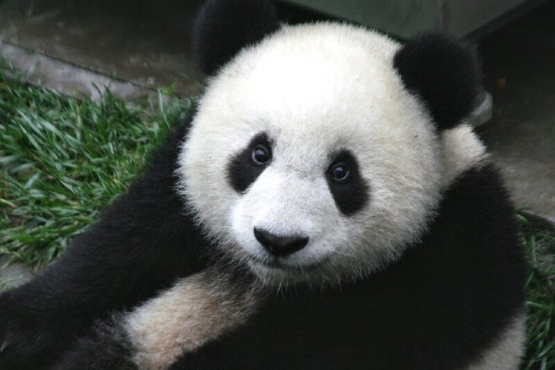 На камеру впервые попала панда-альбинос