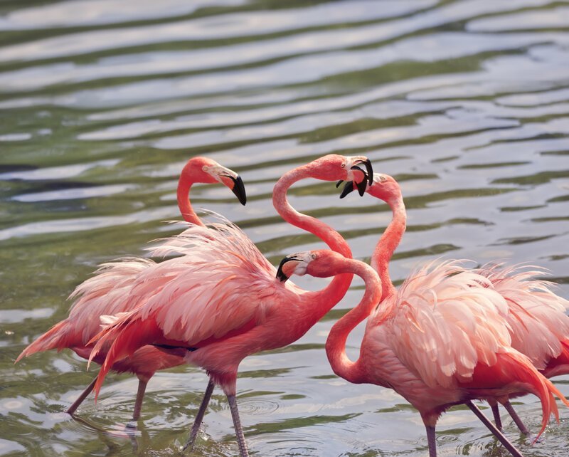 Почему фламинго всегда гламурный – розовый?