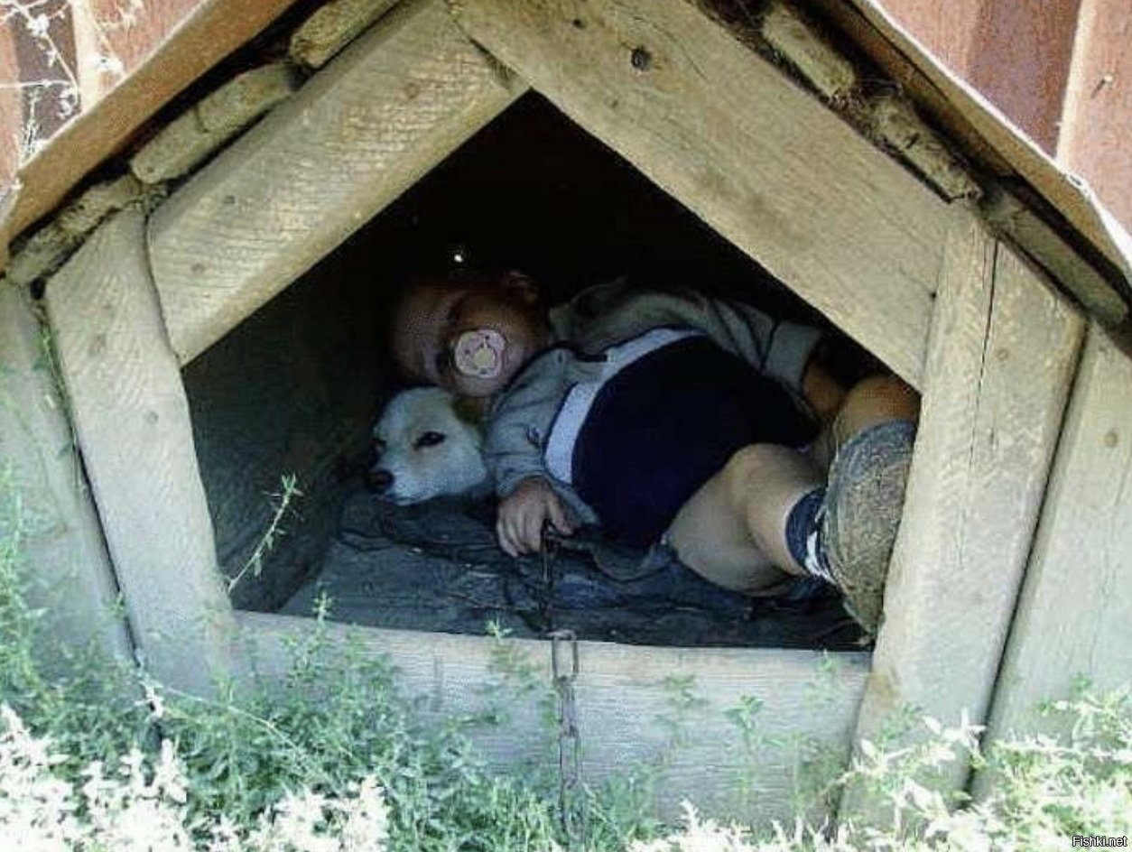 Сон дом соседей. Собака с конурой.