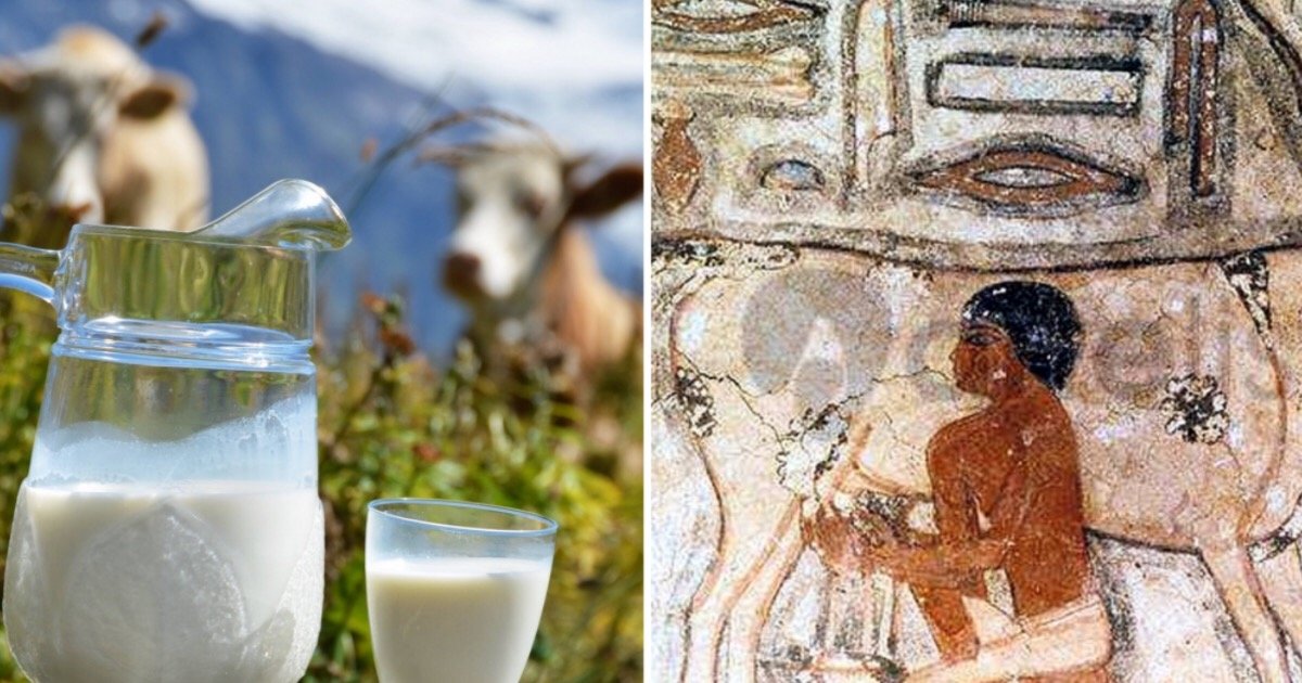 Молоко в древности. Молоко натуральное коровье интересные фото. Корова пьет.
