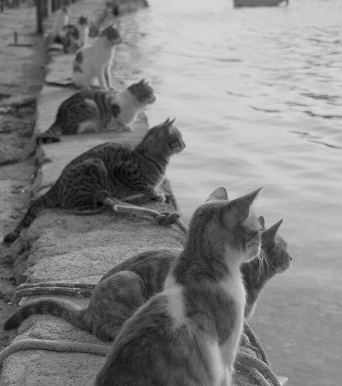 8. Уличные кошки ждут возвращения рыбаков. Греция, 1970-е гг.