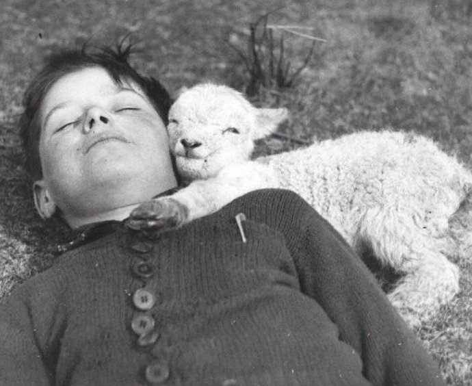11. Новорожденный ягненок обнимает мальчика, 1940 г.