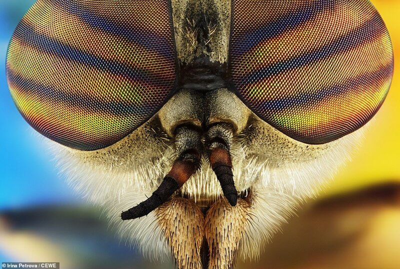 Комнатная муха. Фотограф - Ирина Петрова