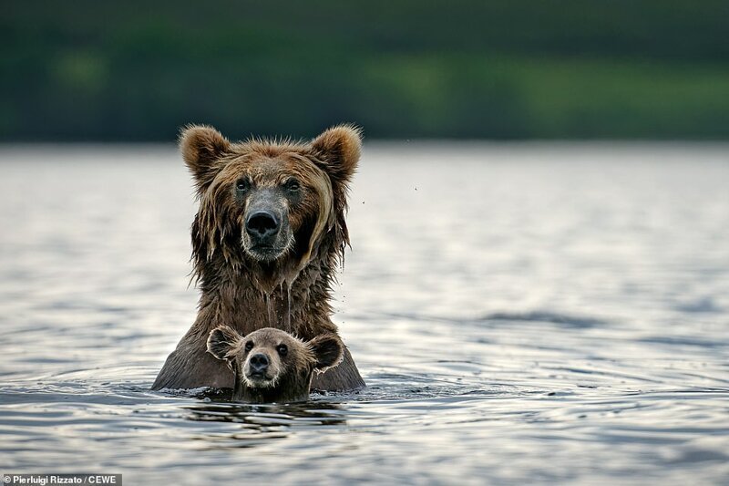 Медведица с медвежонком. Камчатка, Россия. Фотограф - Пьерлуиджи Риццато
